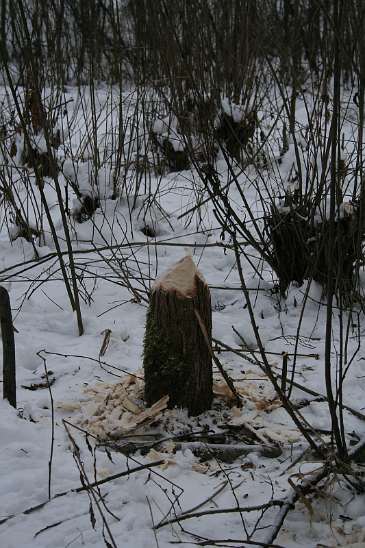 Bieszczady 12.2007 017